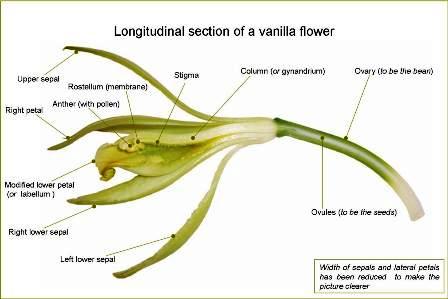Cross section of the vanilla orchid